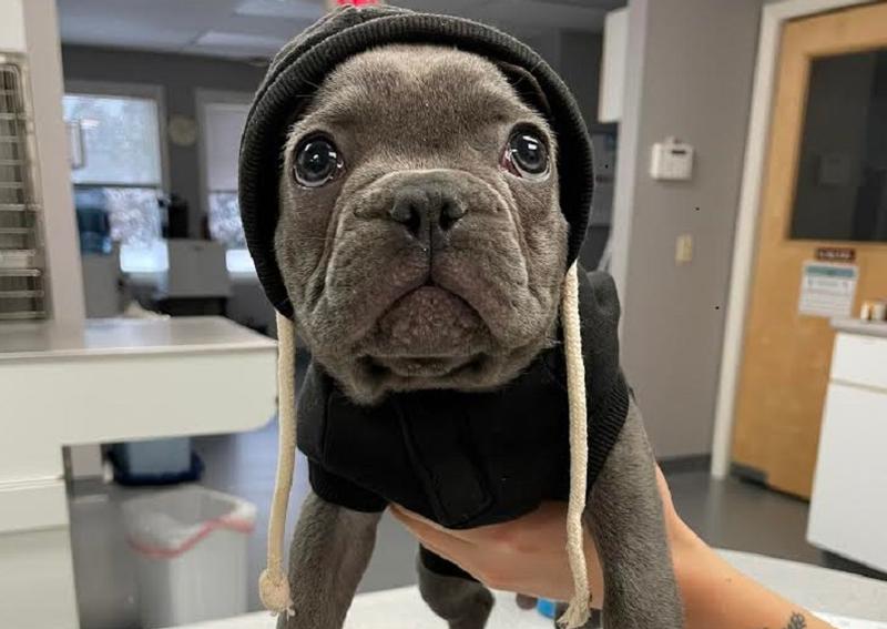 Carousel Slide 2: Learn about our veterinary care, including dogs, cats, pocket pets, avians, and exotics >